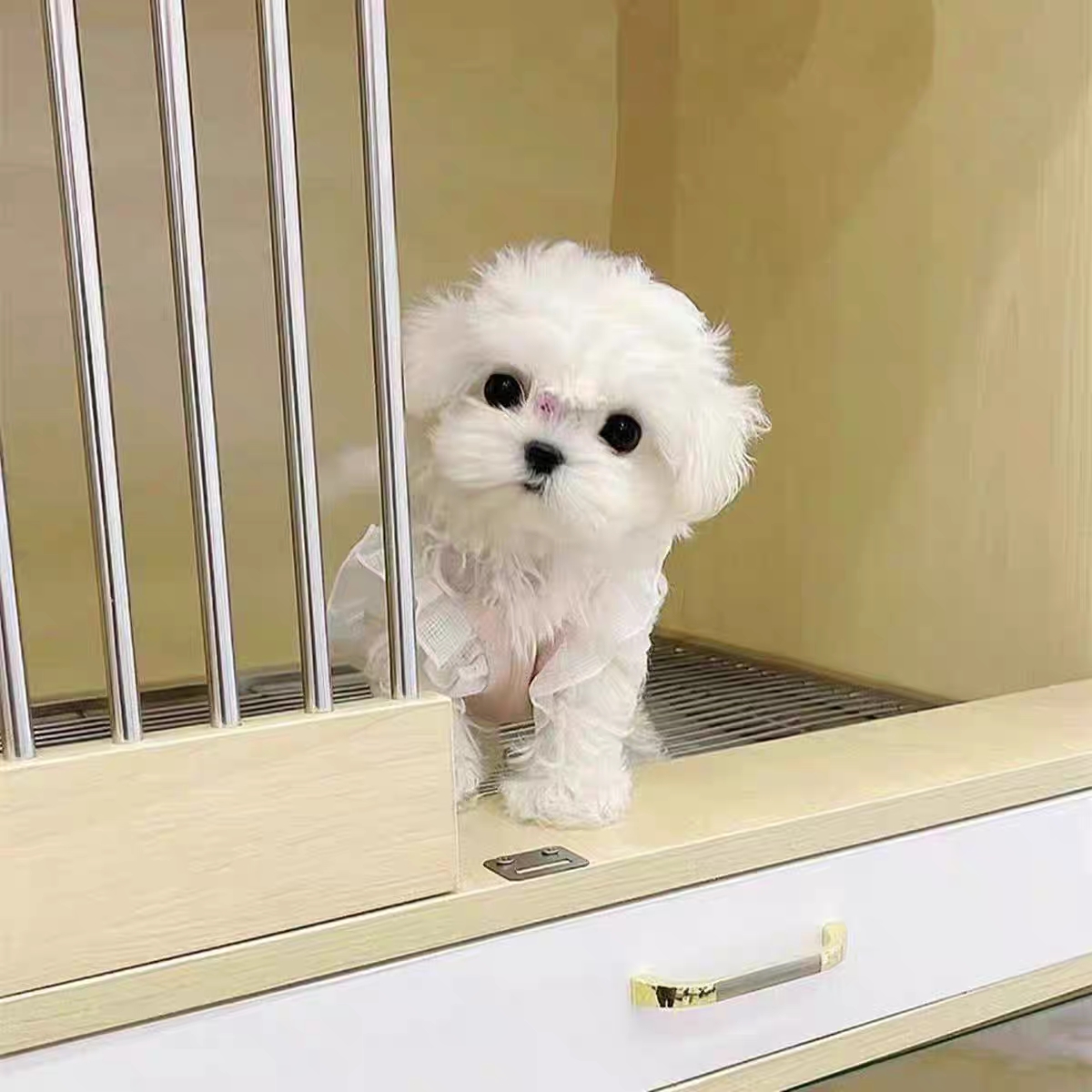 小型犬比熊泰迪雪纳瑞马尔济斯犬活体