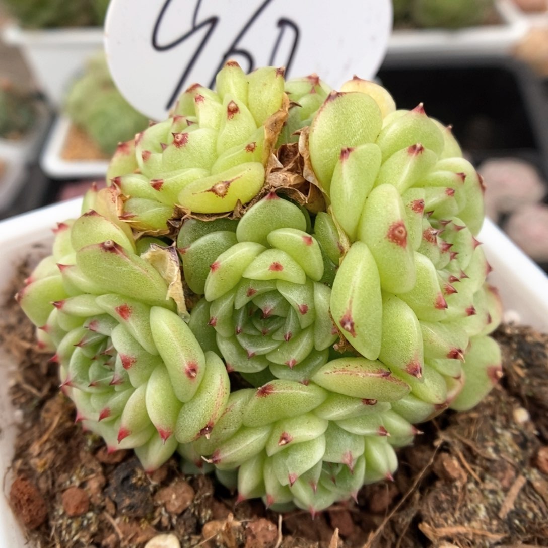 花朵脸麦杆群生960号