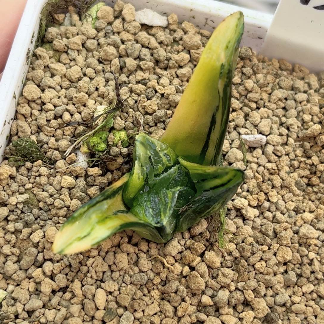 13非组黑肌克锦福利专场