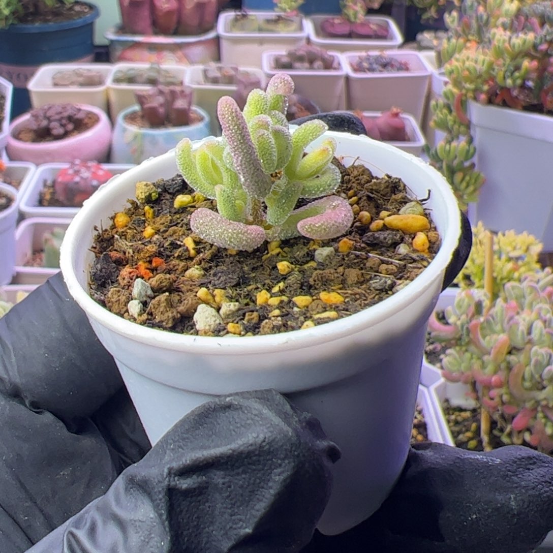 多肉植物枝干超白