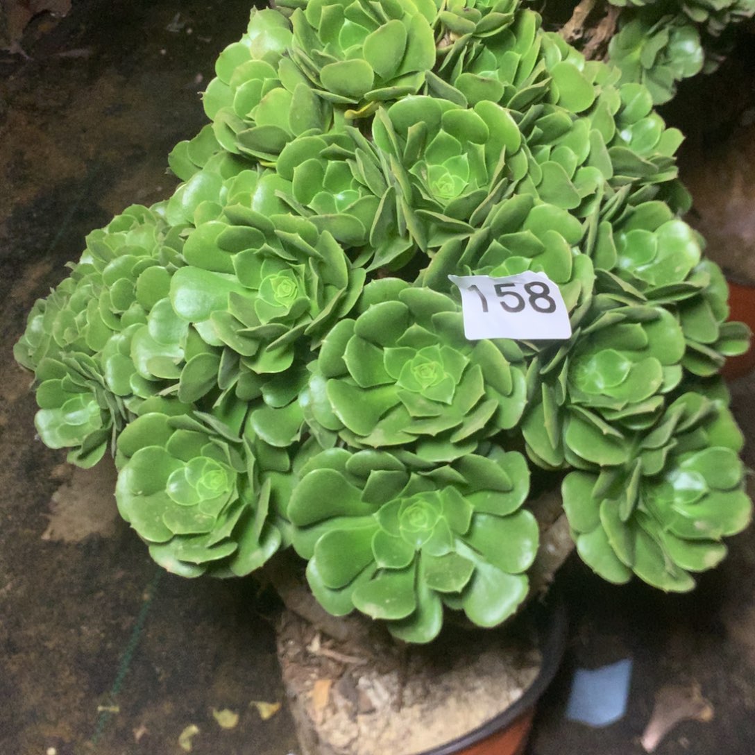 果***果158绿羊绒多肉植物