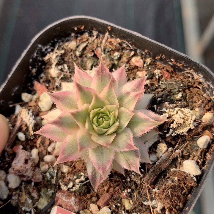 长生草锦多肉植物