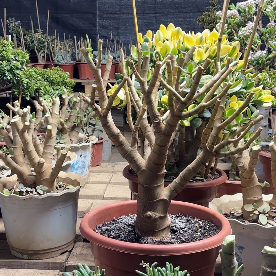 『***』3089新花月锦土球发