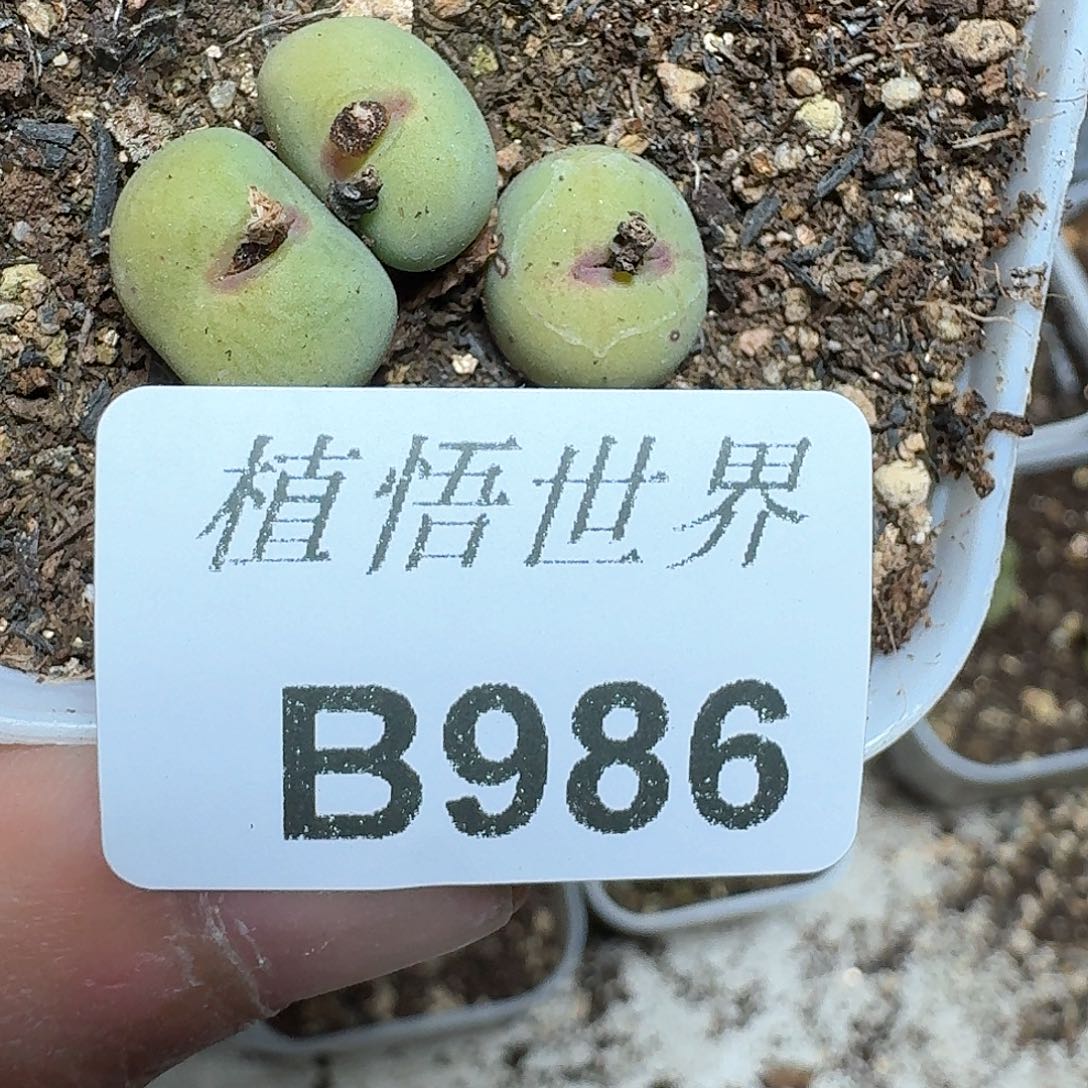 986盒多肉植物哇f f