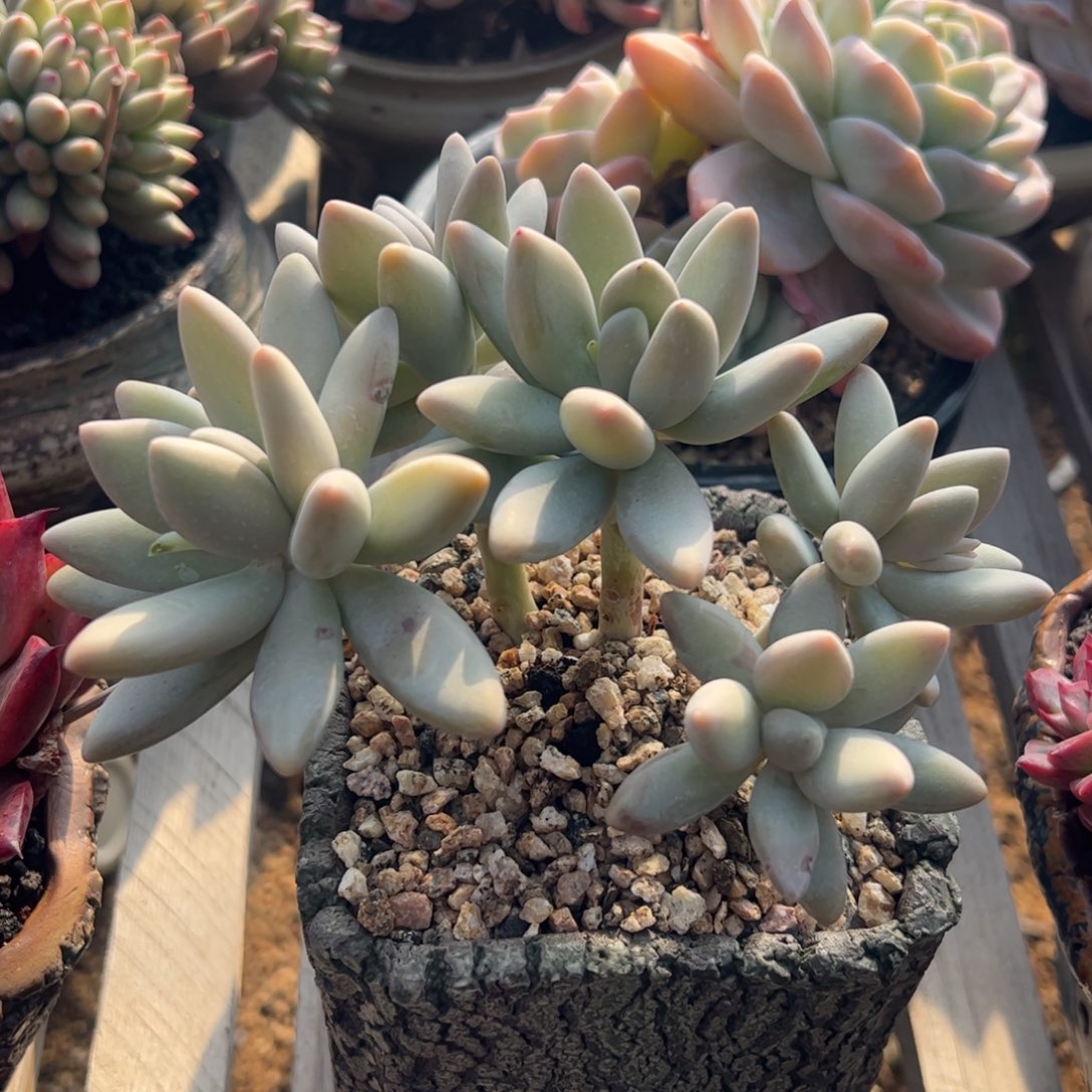 白兰地群多肉植物