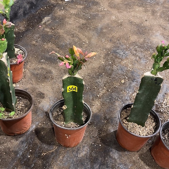 664嫁接蟹爪兰：红桑巴+黄金+快乐