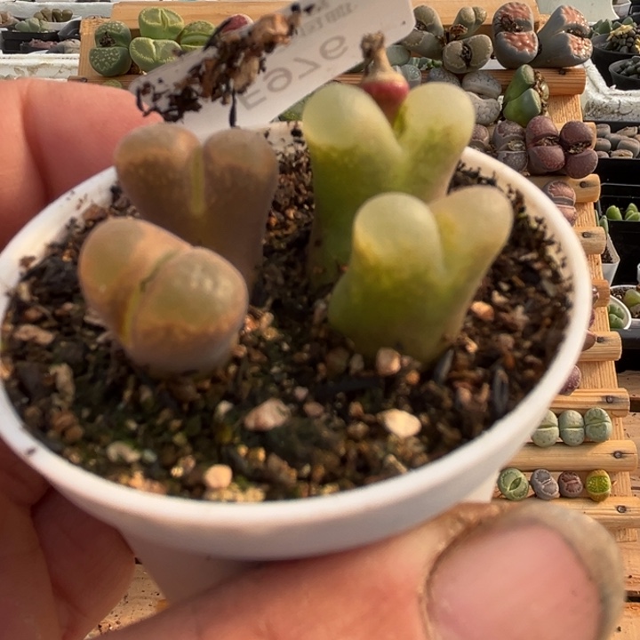 976多肉哈哈哈h h