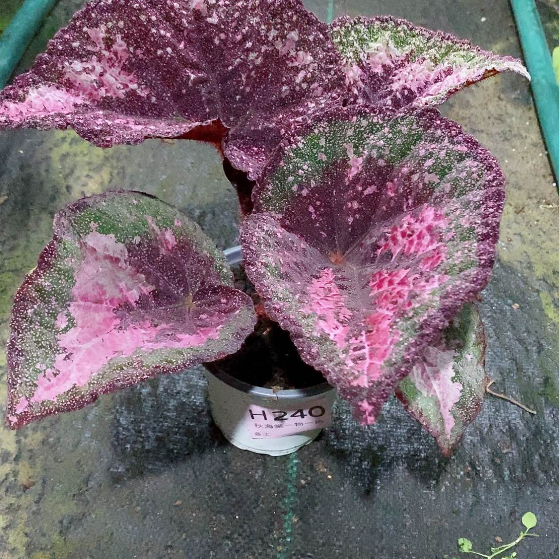 不开花植物都*秋海棠240