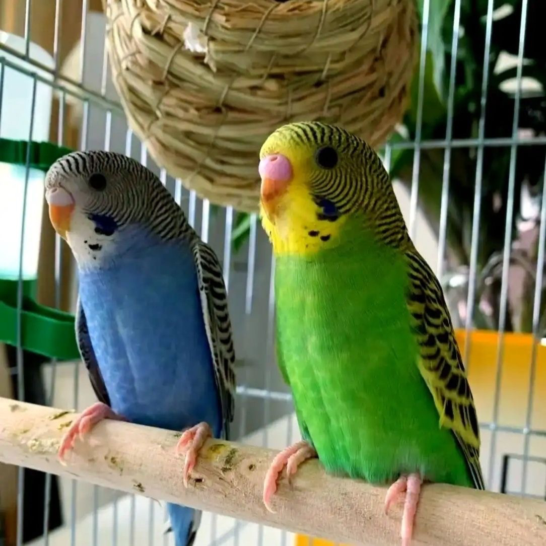 可爱粘人虎皮鹦鹉 