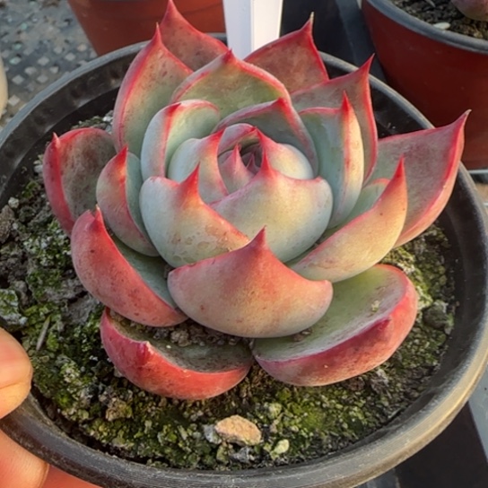 11惊鸿一物一拍多肉