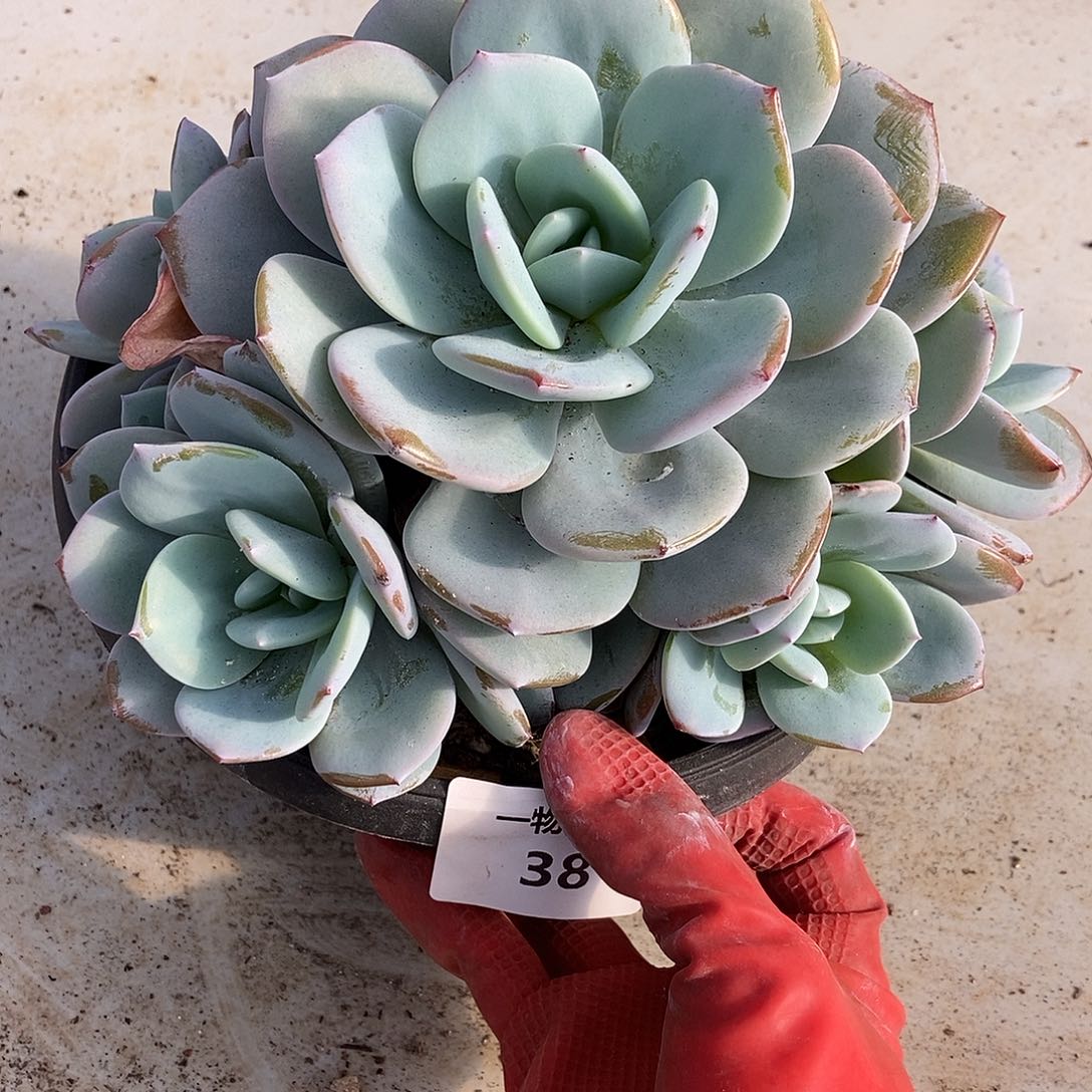 38 号一物一拍不退不换