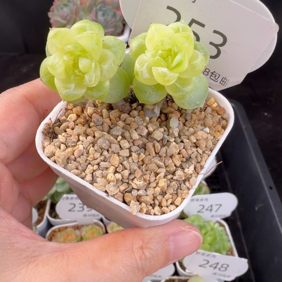 黄透珍妮母本253号一颗