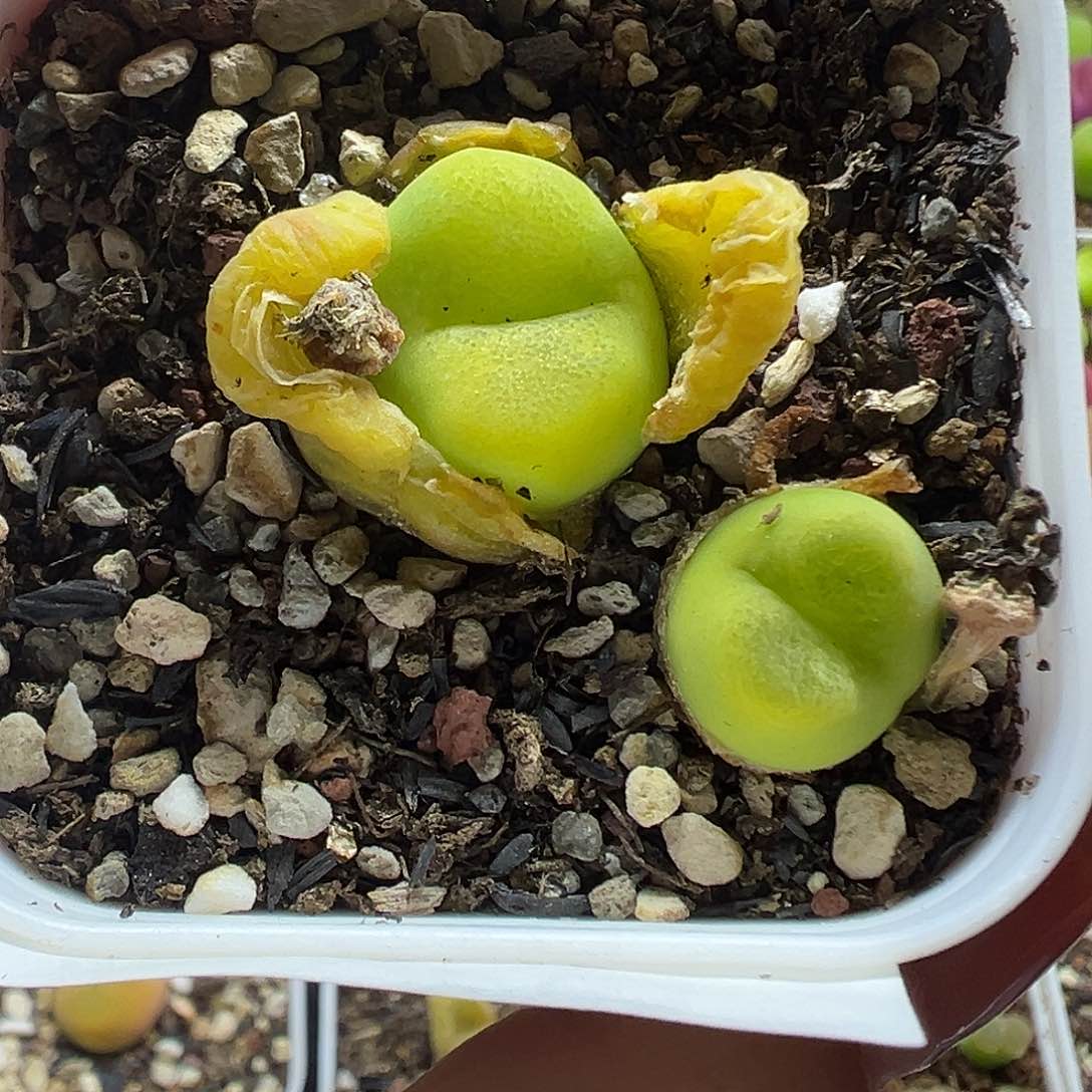 188欧泡两颗带盆土发货
