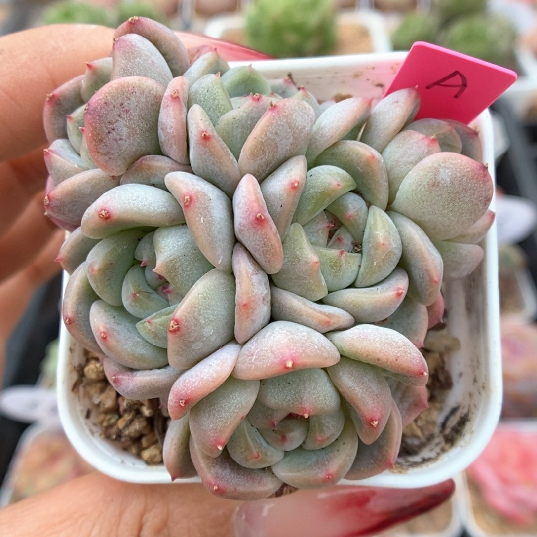 甜心a六头群生可拍 