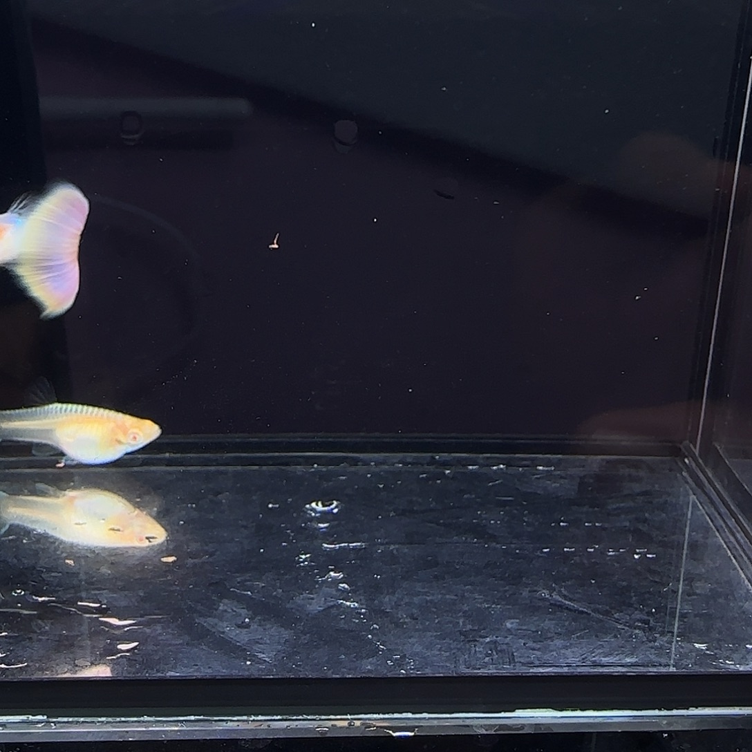 孔雀鱼拉珠利幻彩白子一对