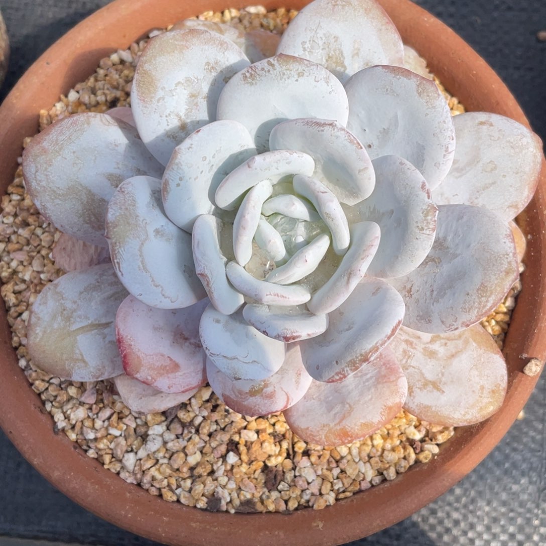 弥鹿之森多肉雪莲