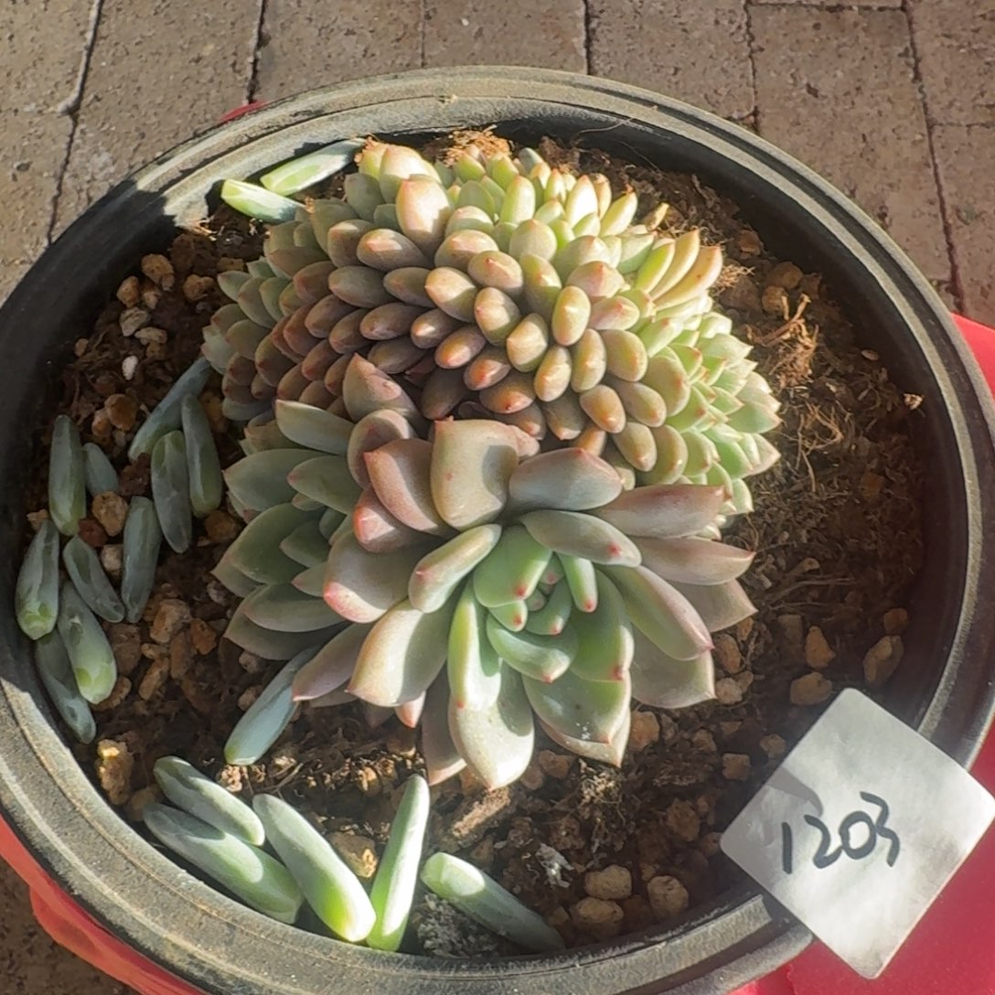 梦****1203爱丽儿缀凡艺多肉