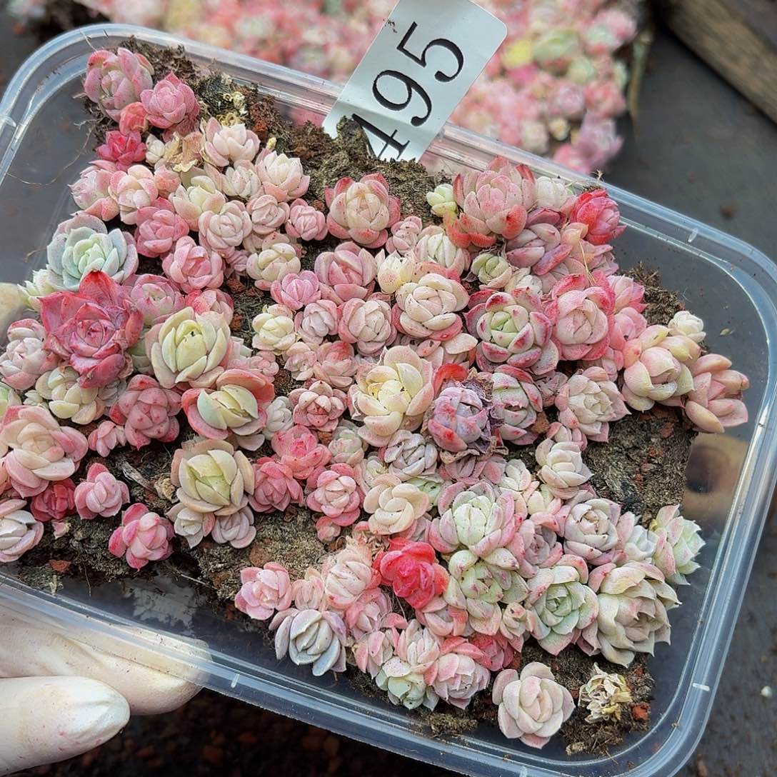 多肉植物多肉植物495