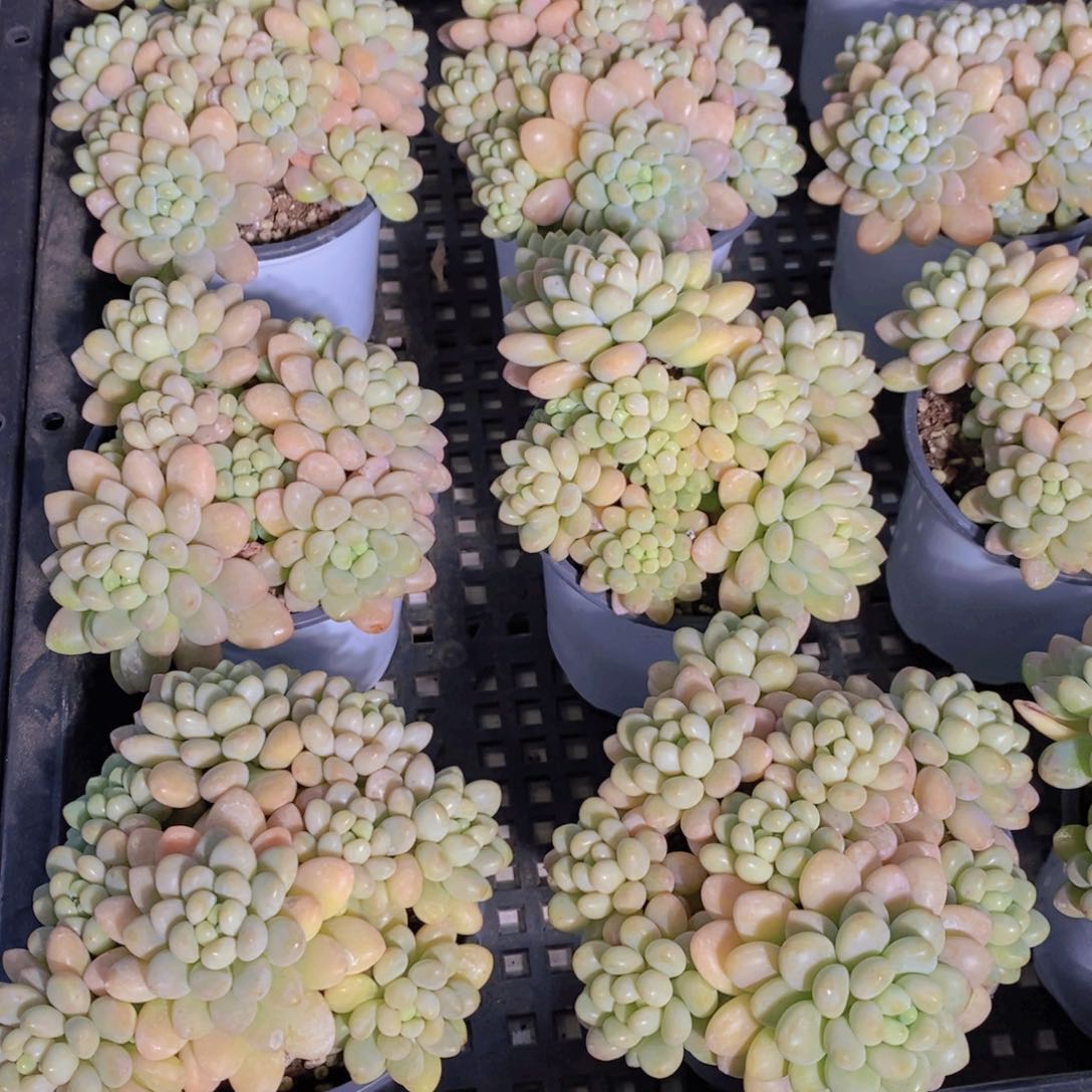 量拍47号 精品母本果冻洛可可多头群一个