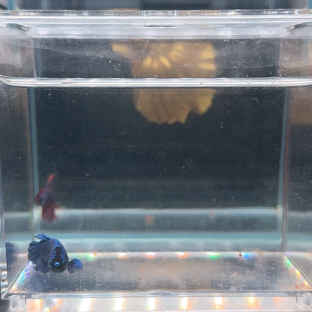 斗鱼活体观赏鱼好养耐活