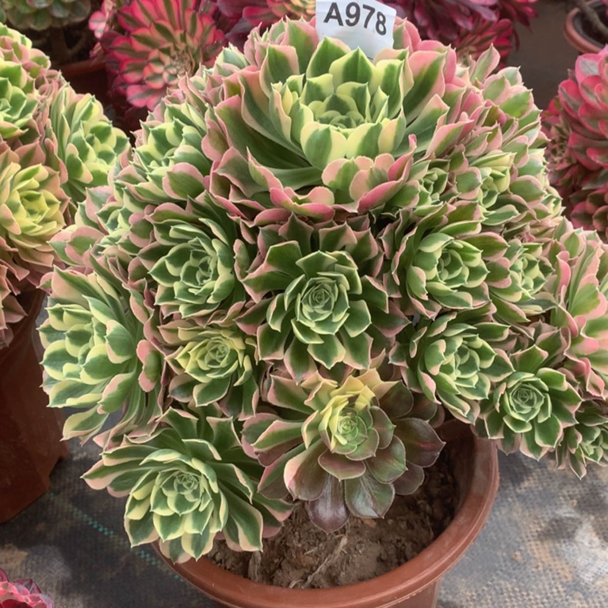 【闪购商品】978白凤