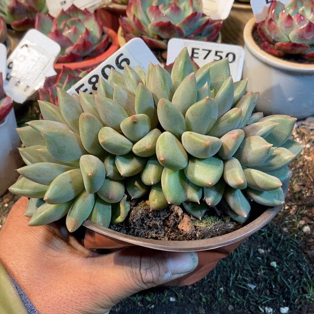 红象牙朵朵缀多肉植物806