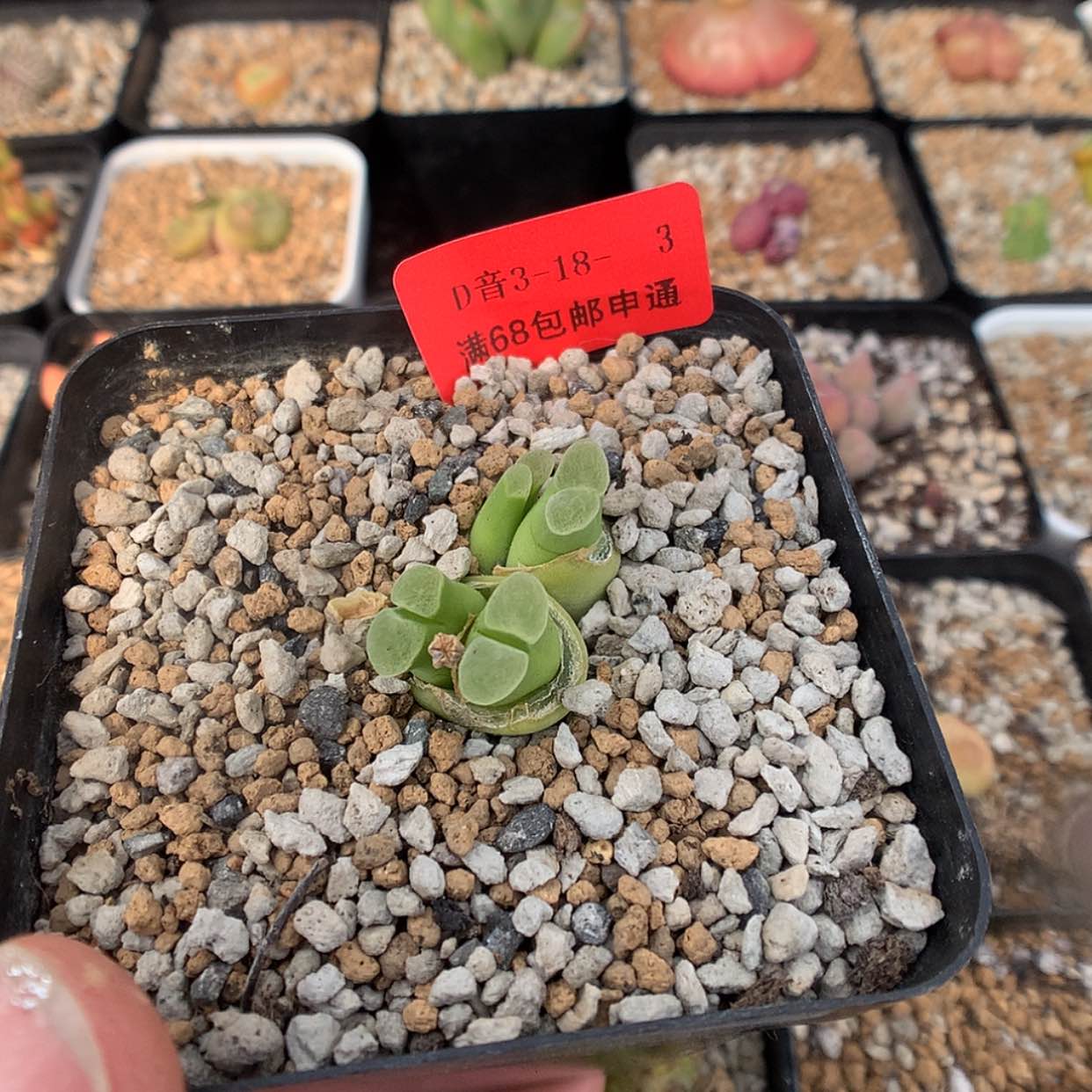 【闪购商品】3-18-3 风铃 20