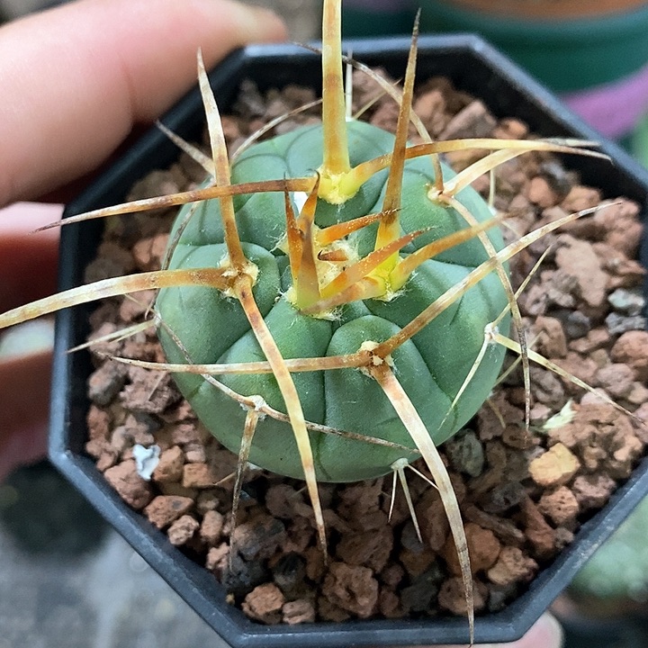 孤品实生顶级长粗刺超级光琳玉3.7cm