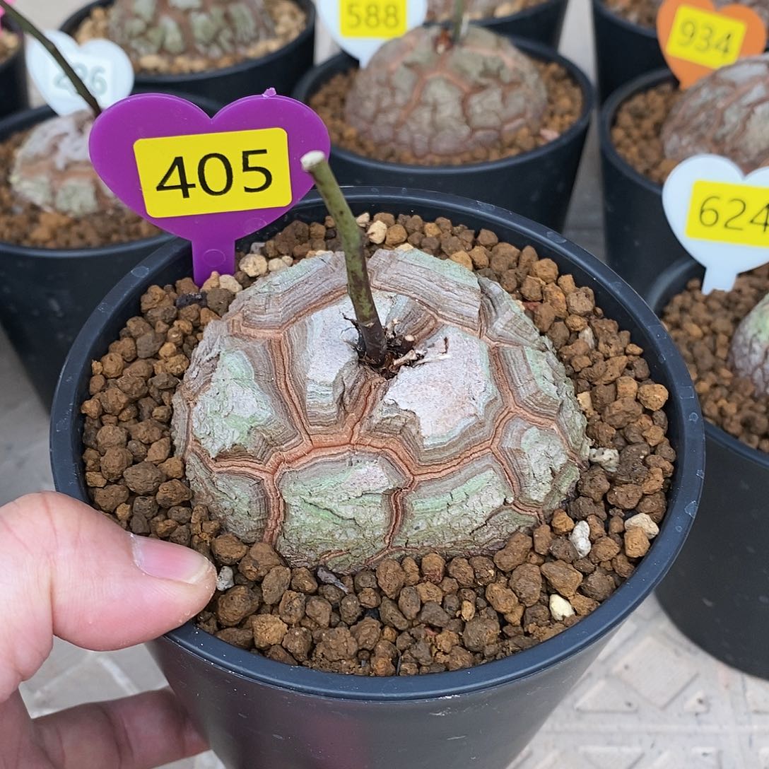 南非龟甲龙龟甲龙