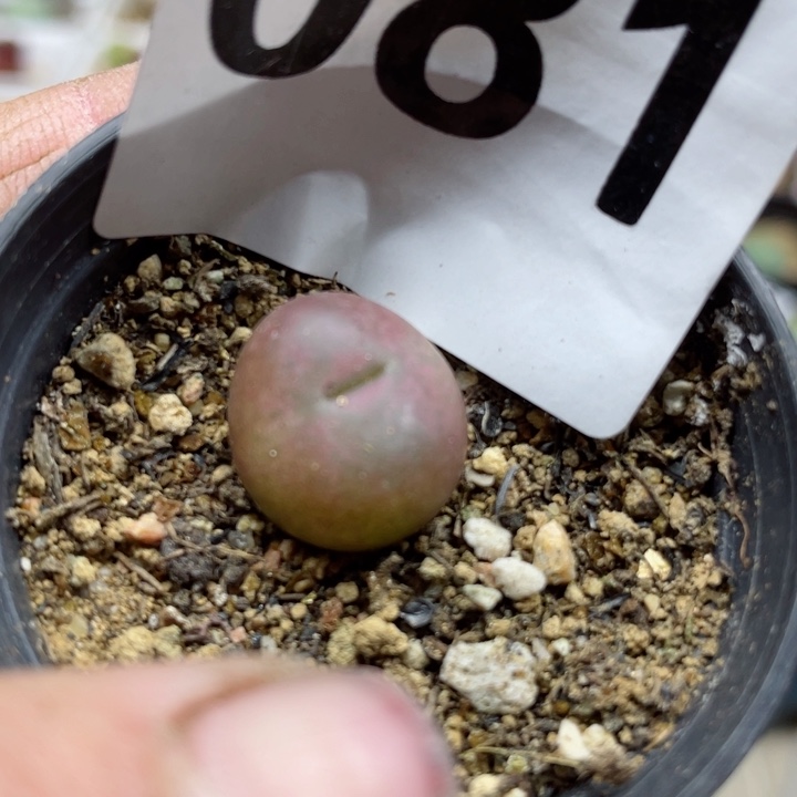 081吕氏红宝石带盆