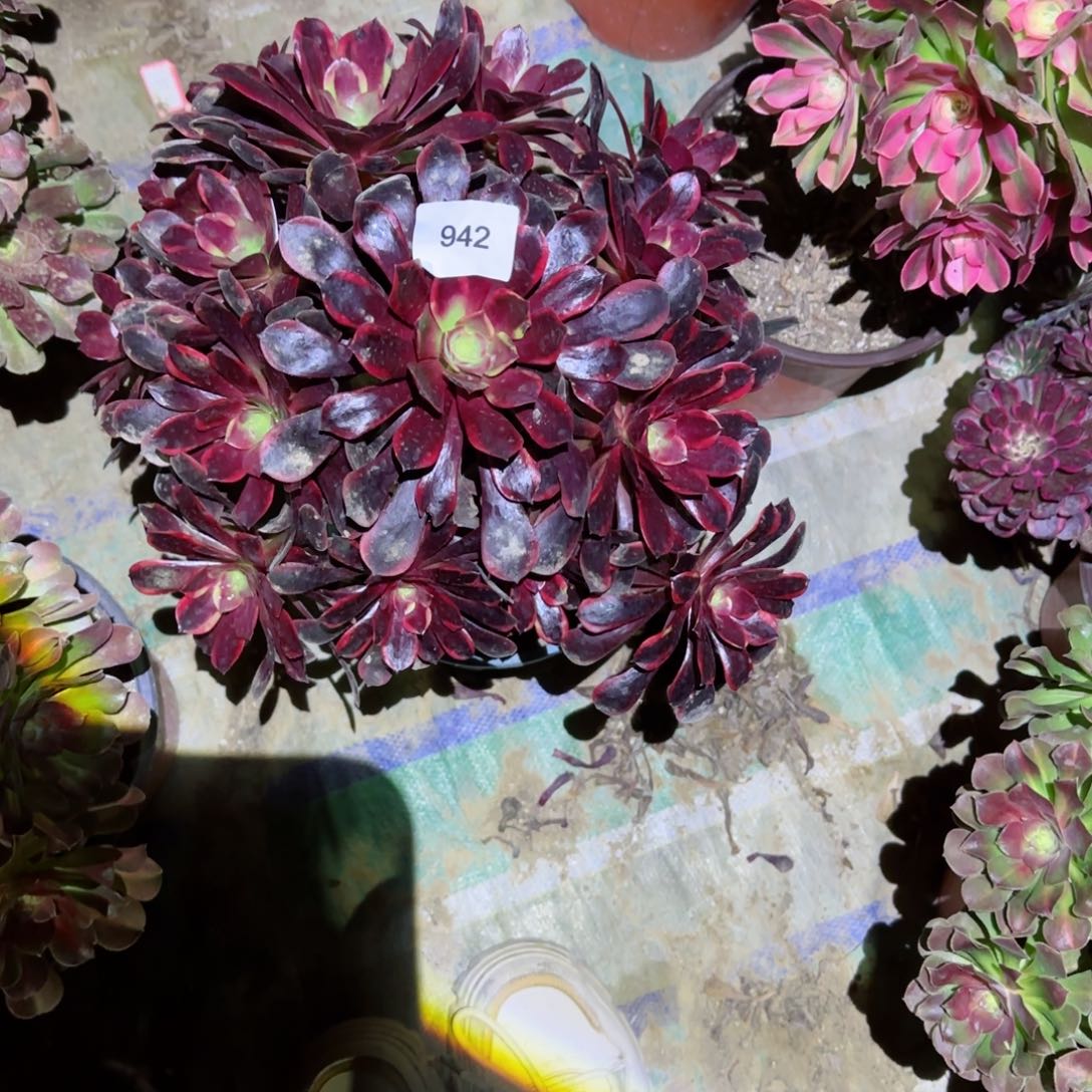 欧家里法师多肉942