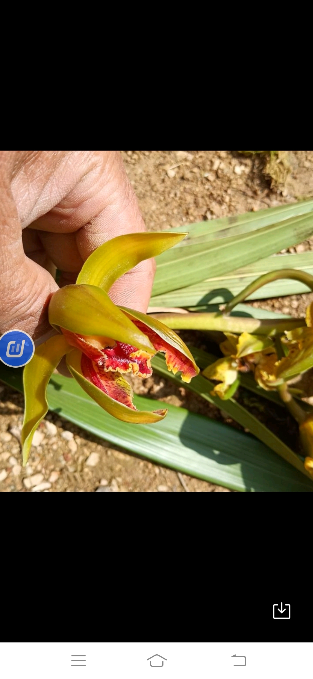 虎头兰，香花虎头，红嘴鸥，青婵素，川西兰，虎王，九头狮，