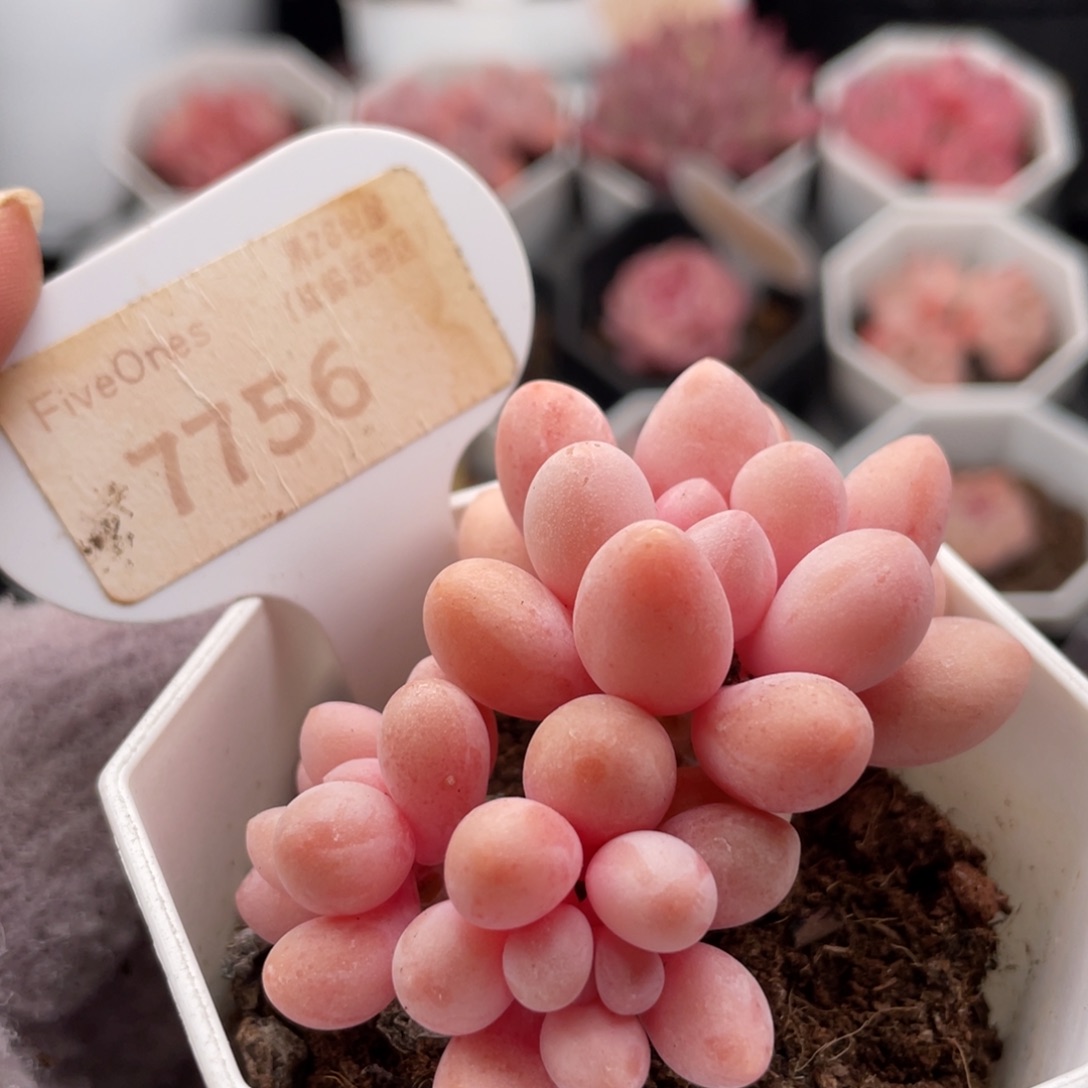 粉色恋人7756-5.5厘米