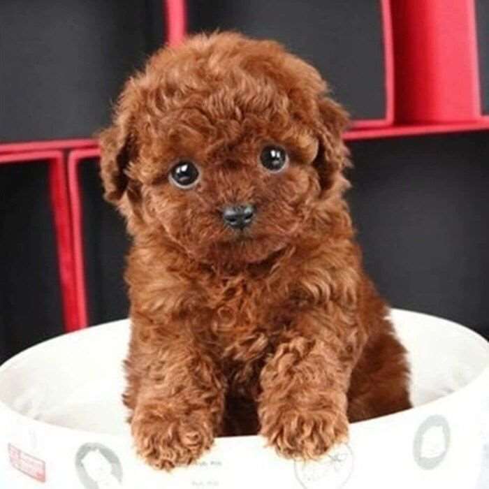 【自家繁殖】红色泰迪犬小型宠物狗活体幼犬纯种超萌香槟色贵宾棕色