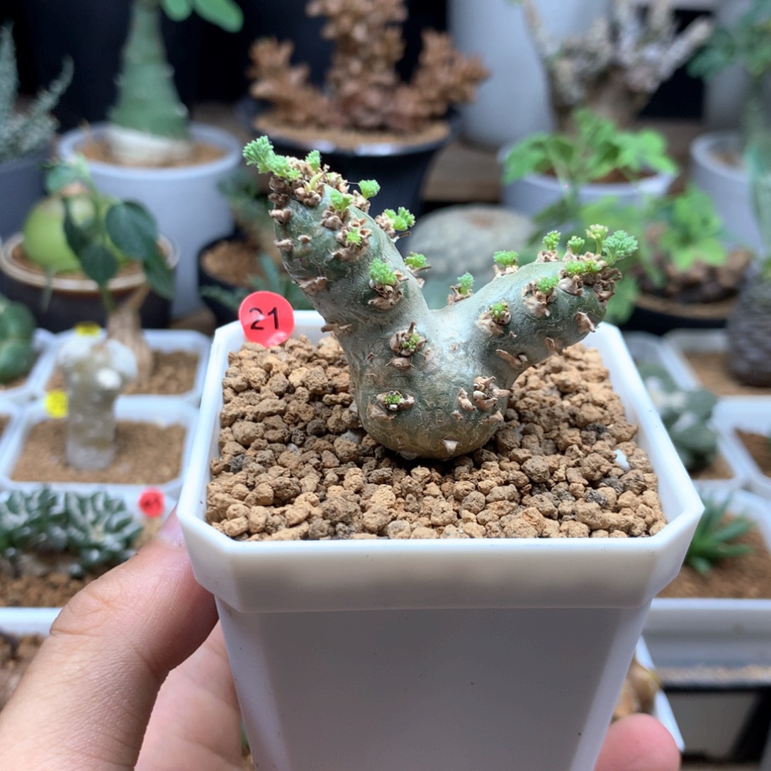 实生白皮月界带盆发货