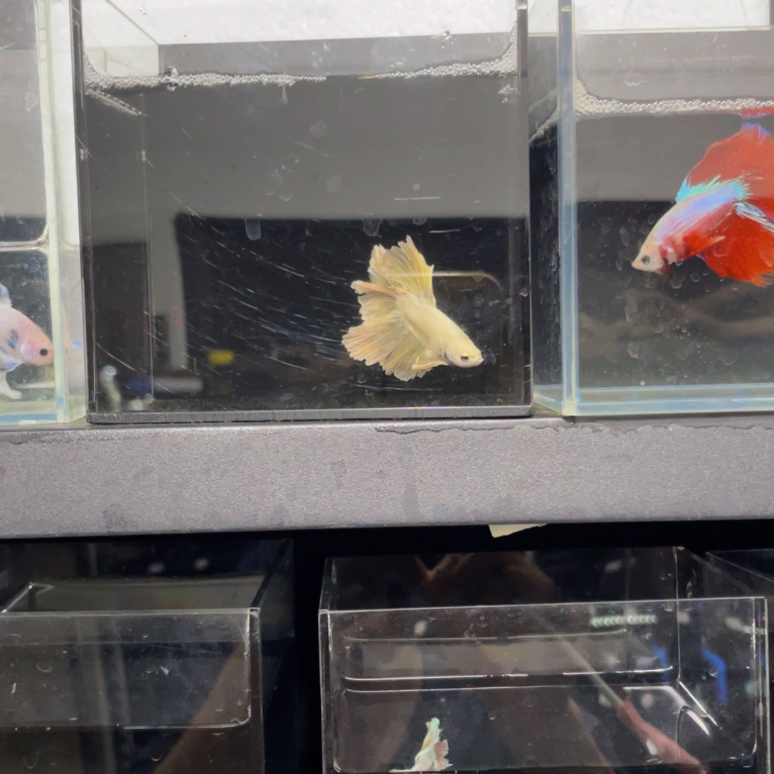 海水鱼哈哈哈哈哈哈哈哈哈啊哈