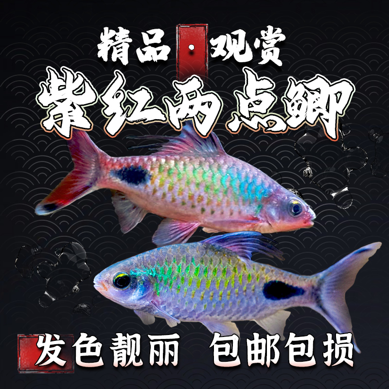 【紫红两点鲫】道金斯鲃广温冷水观赏鱼群游好养易活