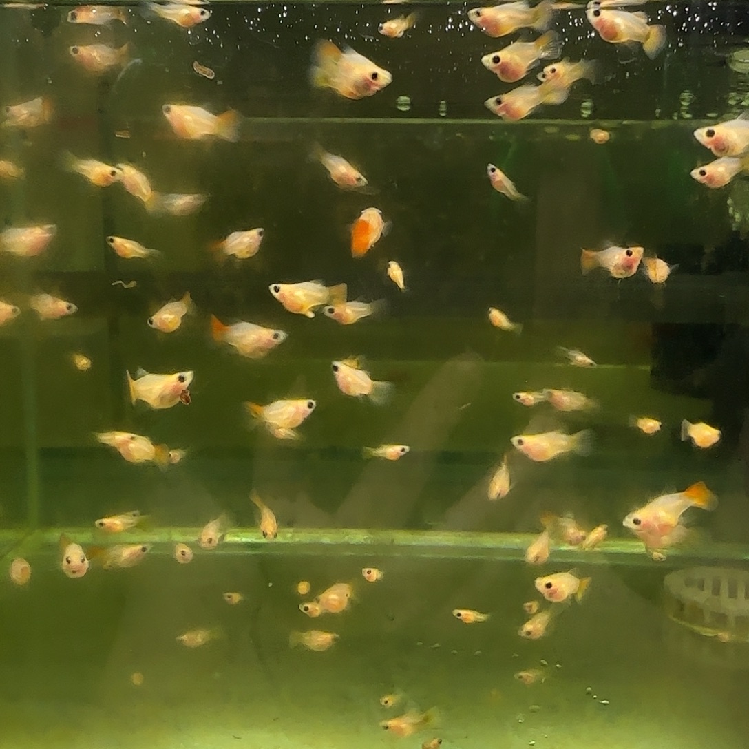 孔雀鱼银河琉璃玻璃猫苗10条随机