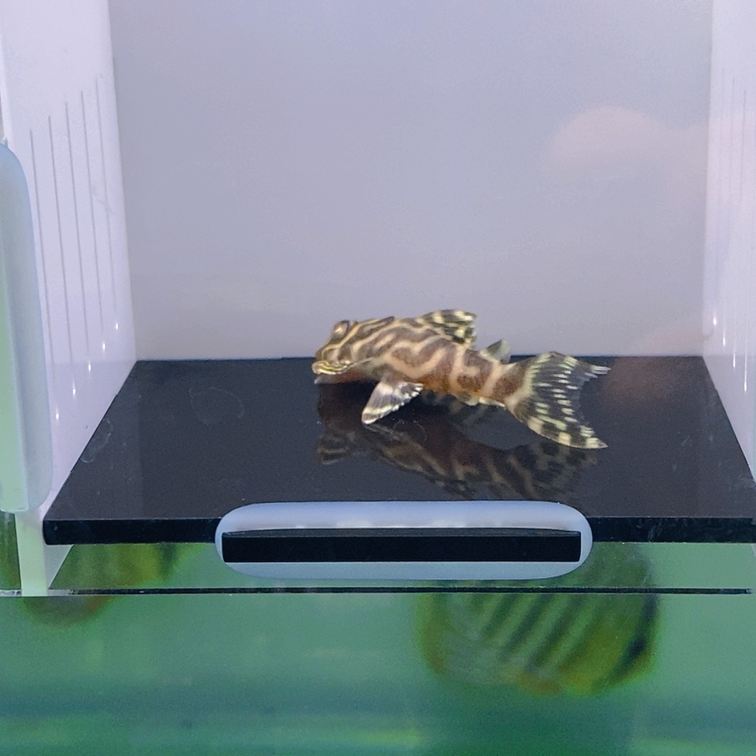 清道夫鱼帝王异型5号