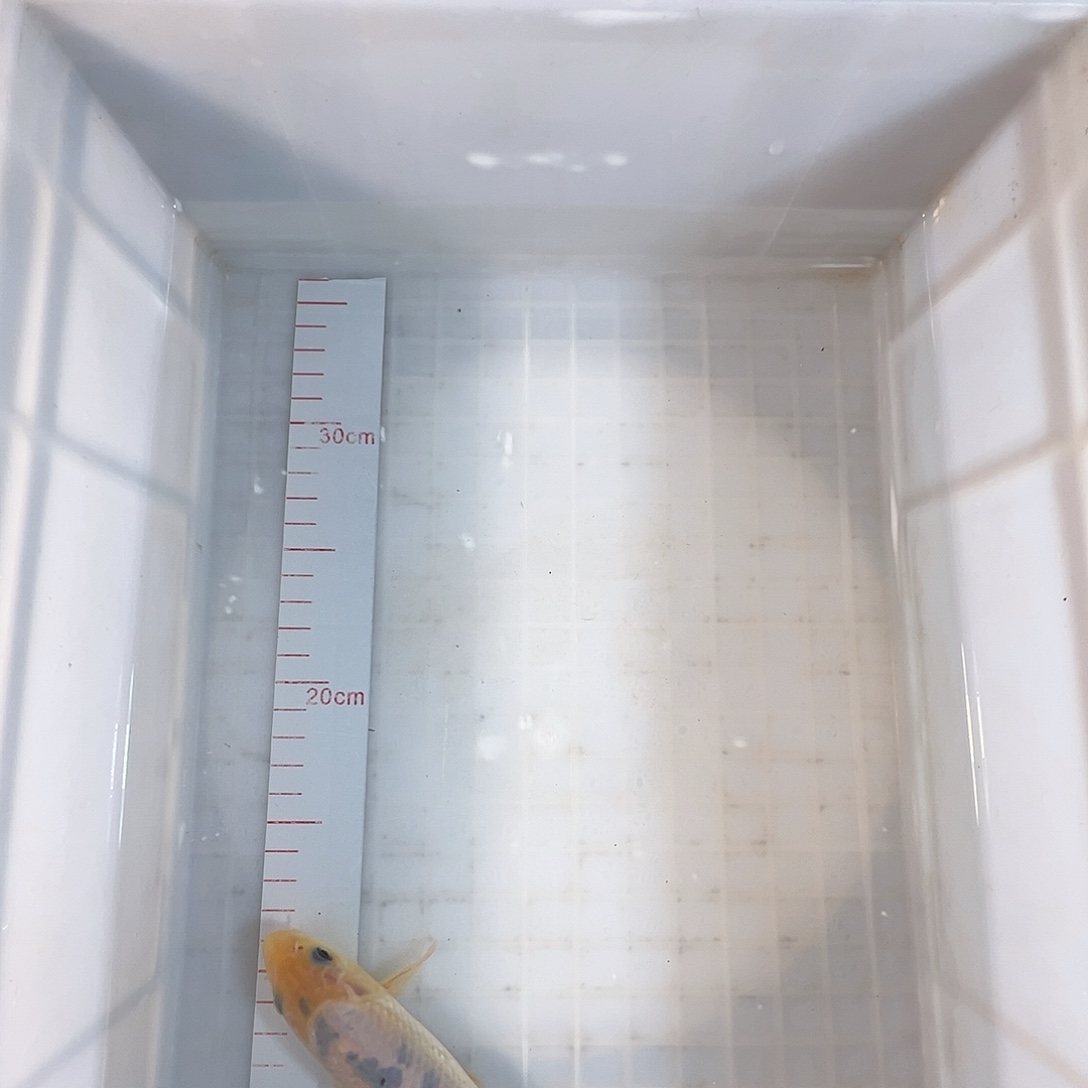 锦鲤别甲巴塞罗那