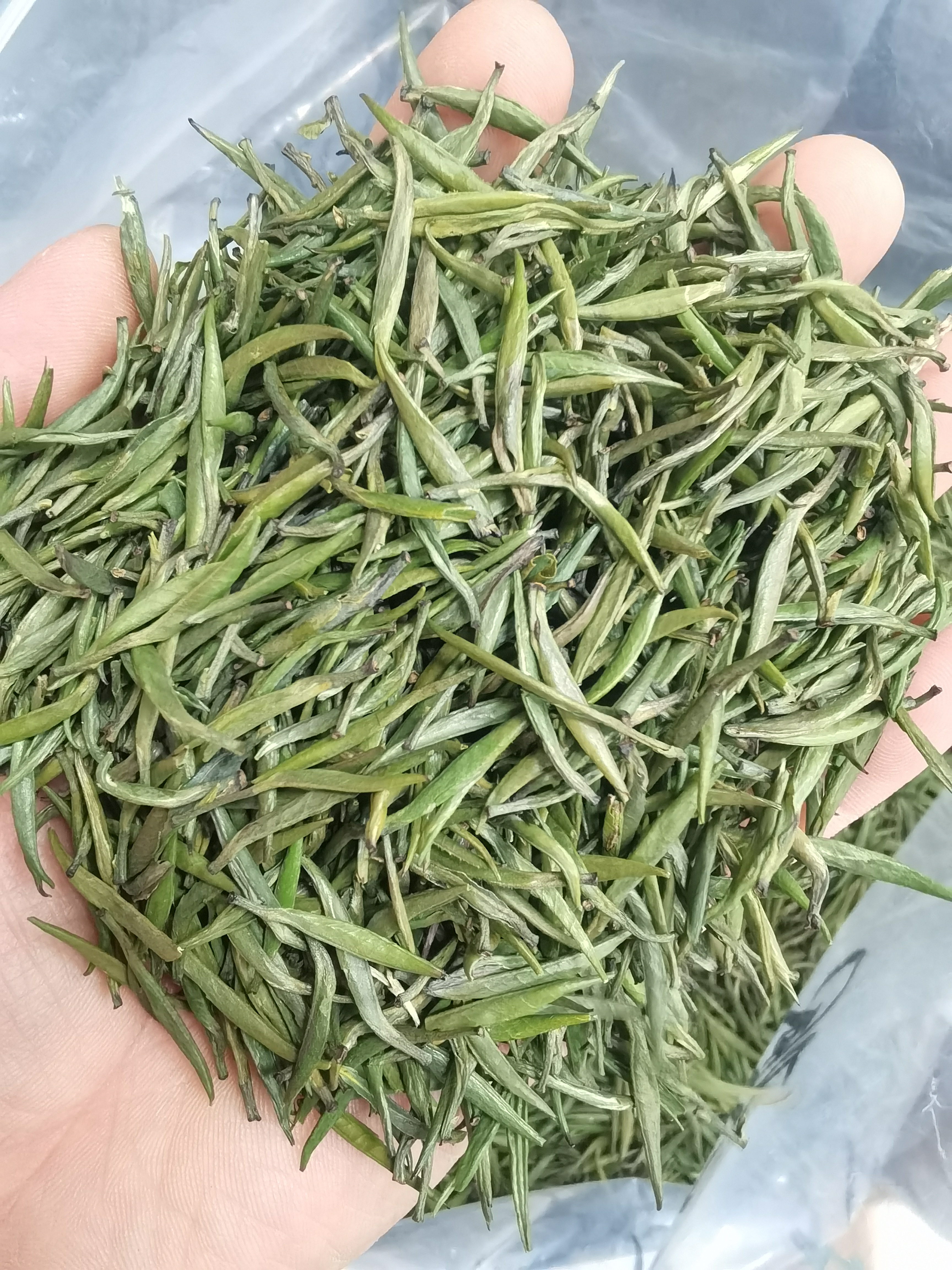 头采特级春茶嫩芽带豆香栗香适合送礼