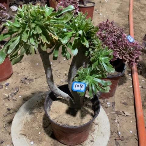 原始绿缀一物一拍