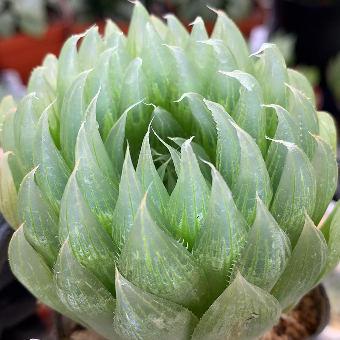 实生原始种玉露带盆土发货tl