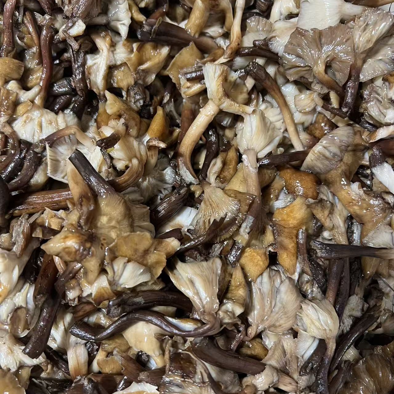 饶河野生榛蘑 （鲜蘑焯水加盐）2斤 顺丰包邮