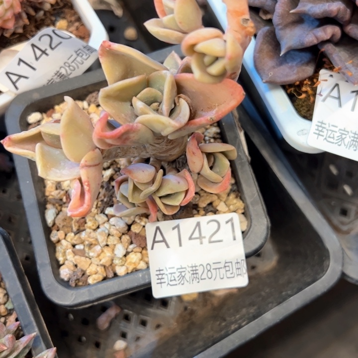 幸运的是我的朋友们