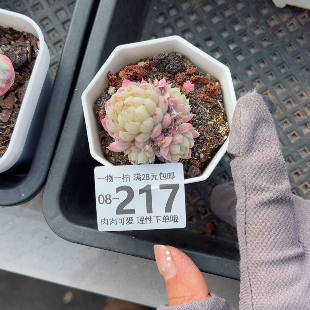 羊脂球多肉多肉多肉多肉多肉