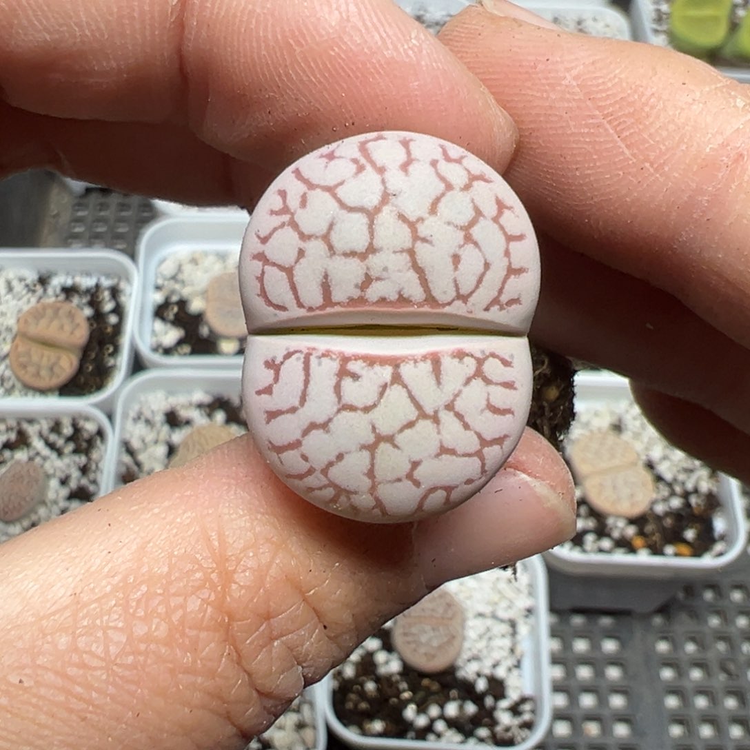 【闪购商品】483……