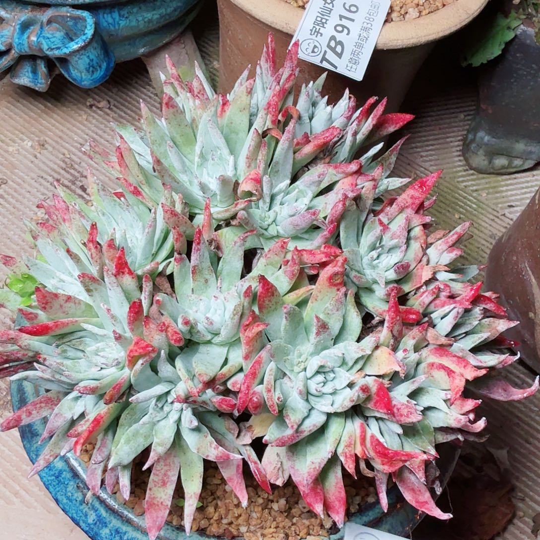 1101奴婢白菊多肉