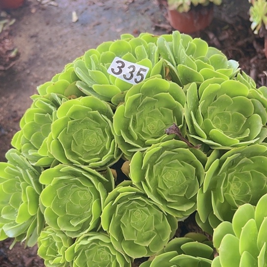 右***豆多肉植物一个绿玫瑰