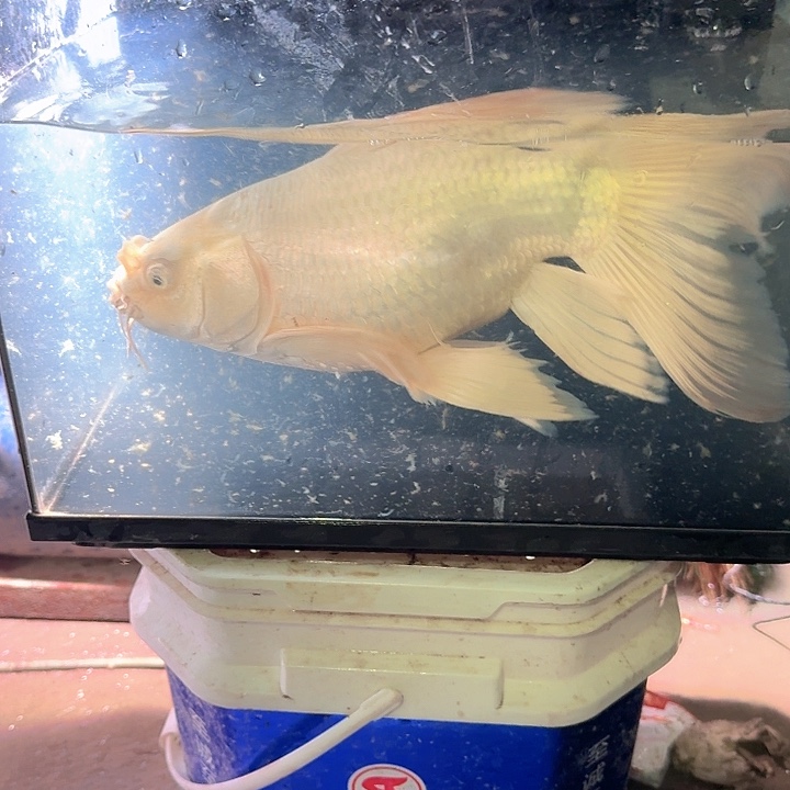 海水鱼蝴蝶鲤包邮40